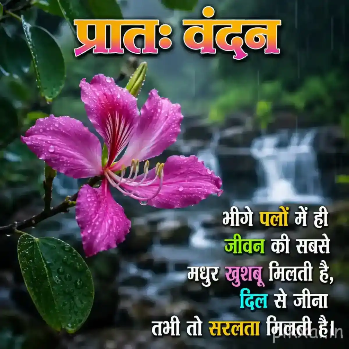 Pink flower with long petals and raindrops beside green leaves in a lush monsoon garden