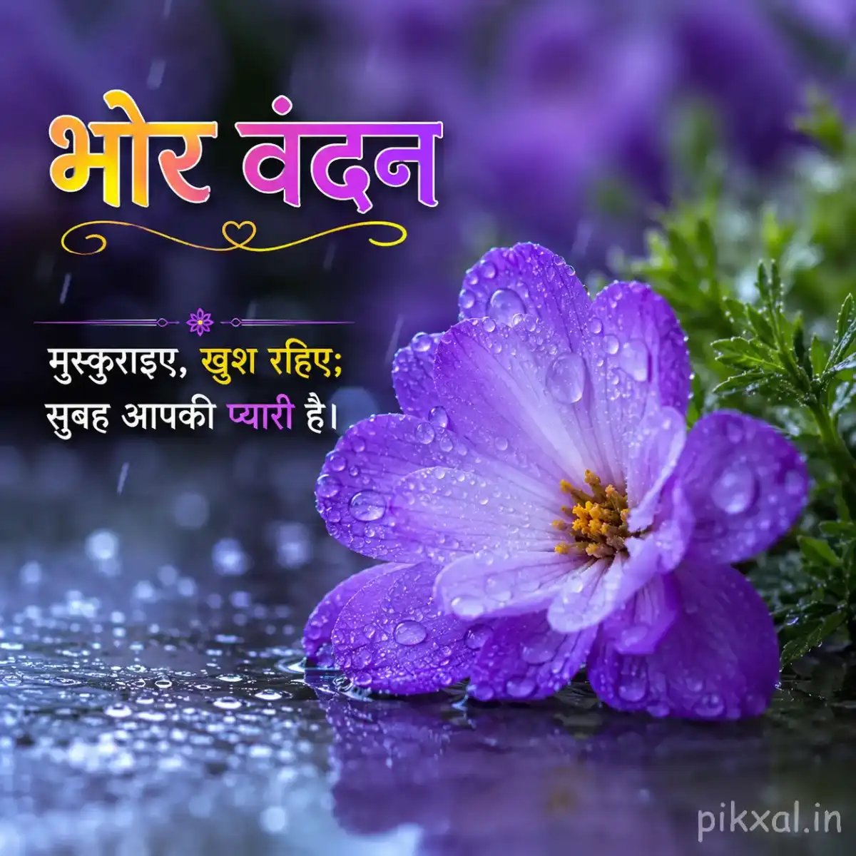 Single purple five-petaled flower with a yellow center, green leaves and raindrops beside a rainy garden path with a भोर वंदन quote