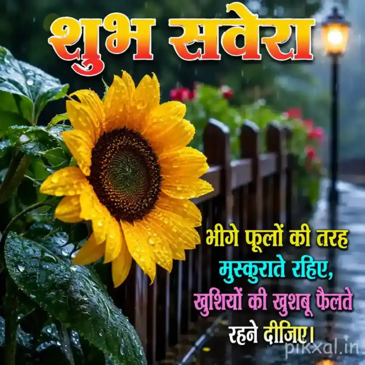 Yellow sunflower covered with raindrops beside a wet garden fence with a शुभ सवेरा quote