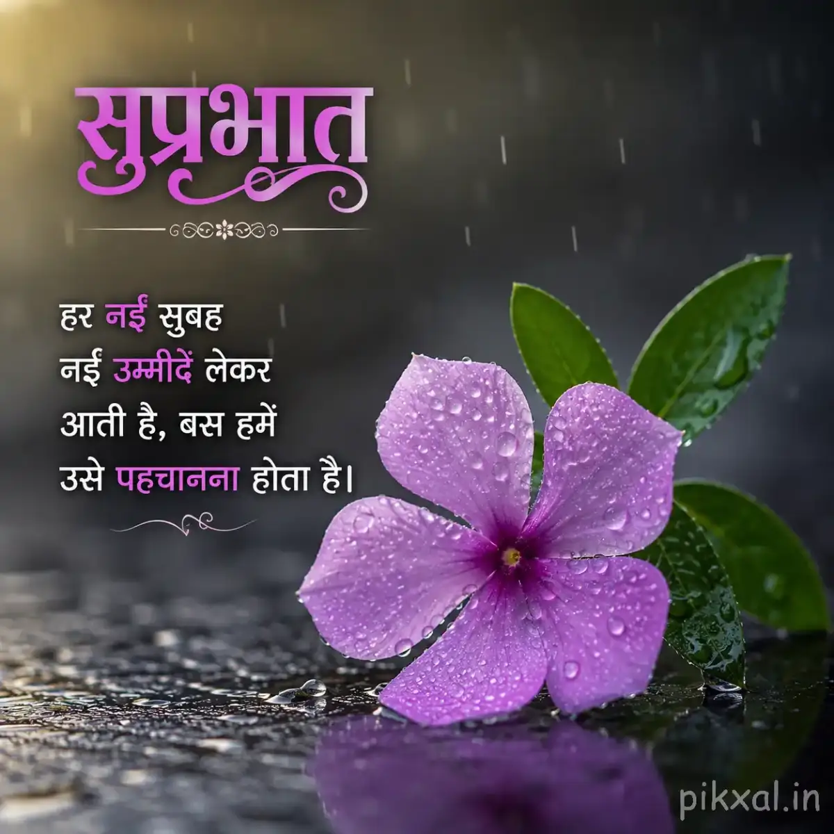 Monsoon Good Morning Images featuring a single light purple five-petaled flower with green leaves and raindrops on a wet garden path