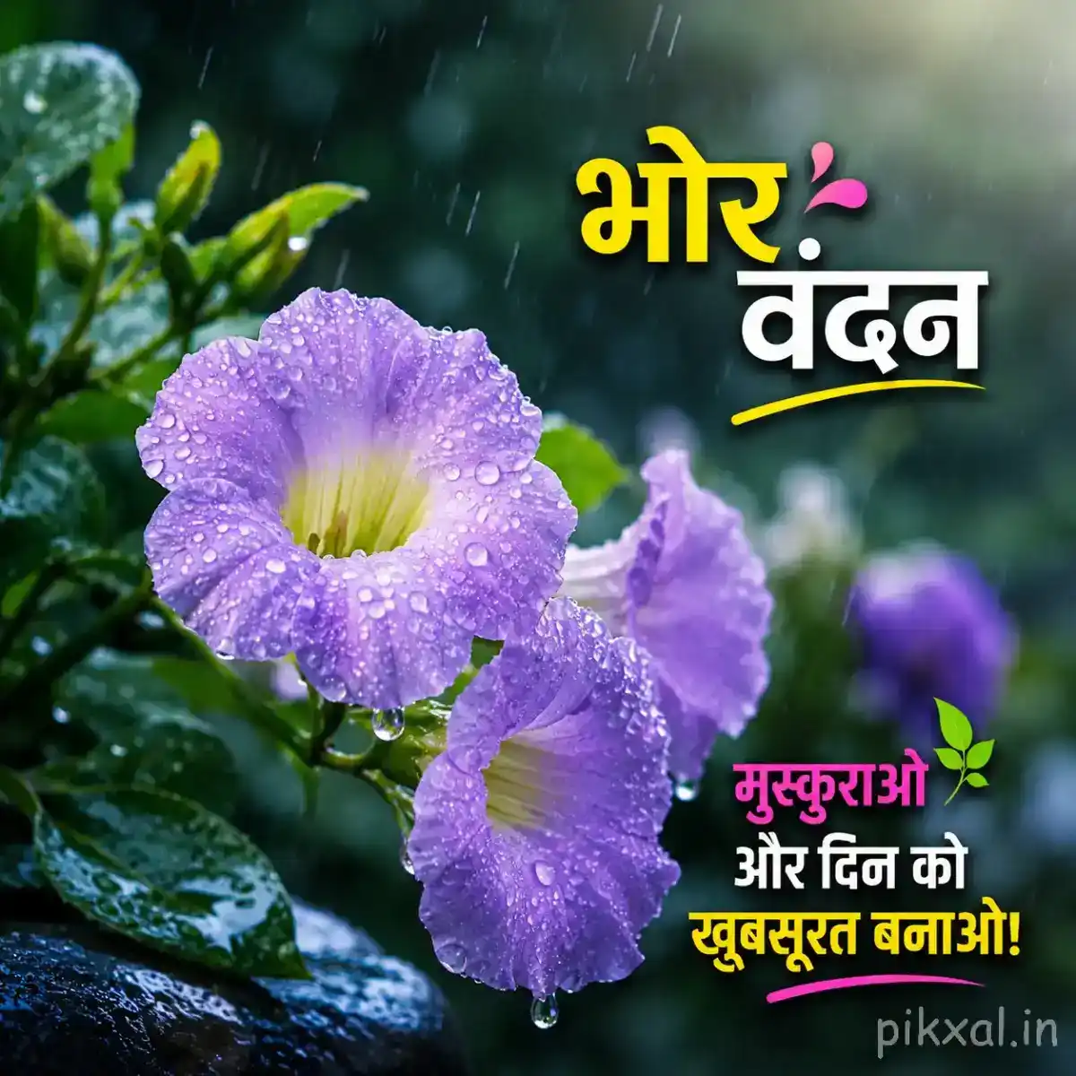 Three light purple trumpet-shaped flowers with green leaves and raindrops in a rainy garden with a भोर वंदन quote