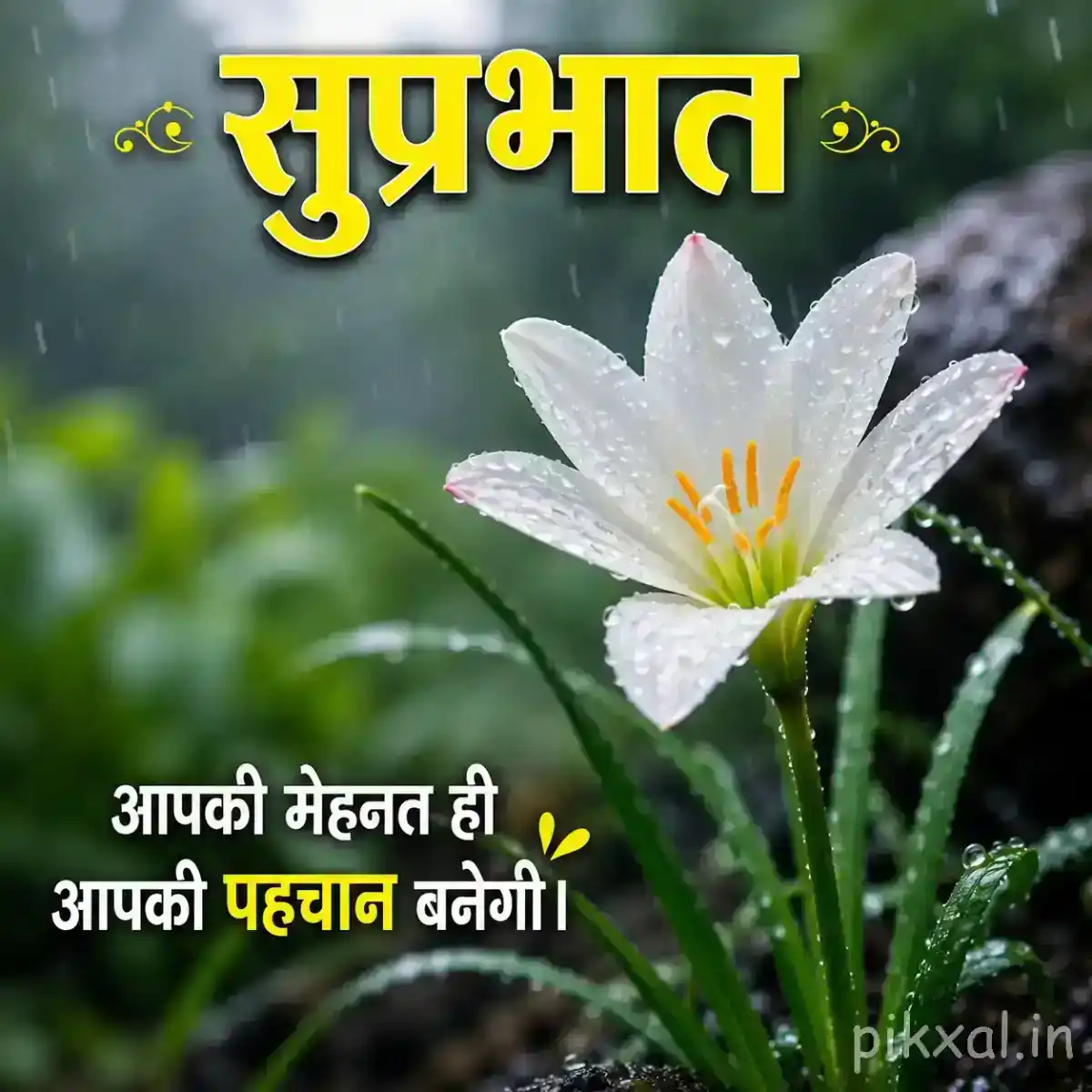 Single white lily flower with a yellow center, green leaves and raindrops against a lush rainy garden background with a सुप्रभात quote