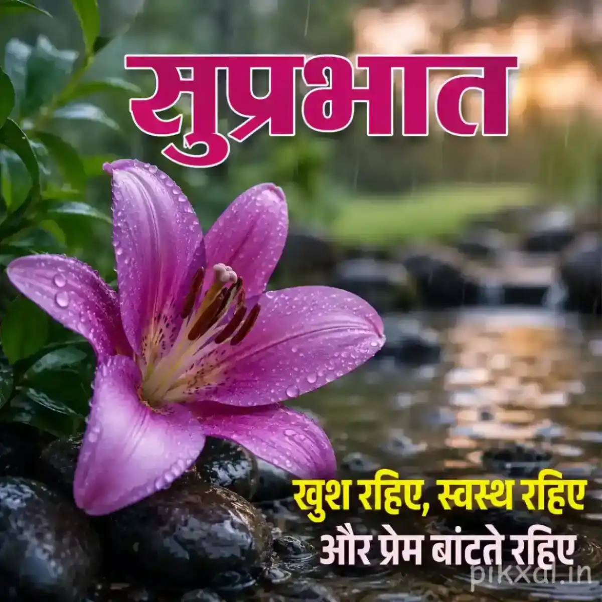Single pink lily flower with green leaves and raindrops beside a wet garden path with a सुप्रभात quote