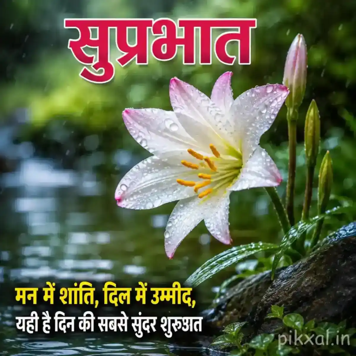 Single white and pink lily flower with a yellow center, green leaves and raindrops beside a rainy pond with a सुप्रभात quote