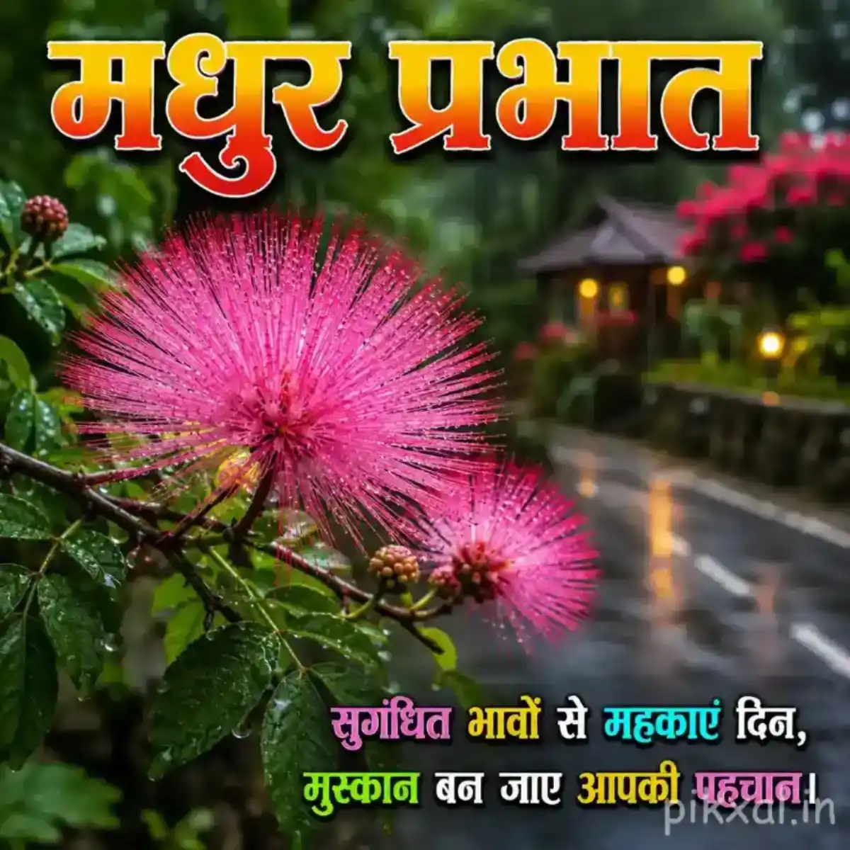 Pink powder-puff flower with fine petals and green leaves in a rainy garden with a मधुर प्रभात quote