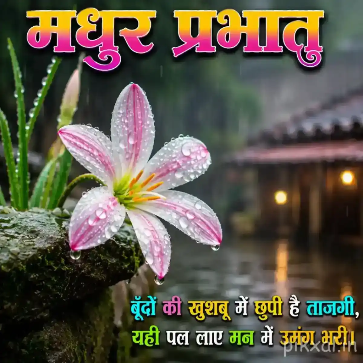 Pink and white rain lily with raindrops, green leaves and a मधुर प्रभात quote in a rainy garden