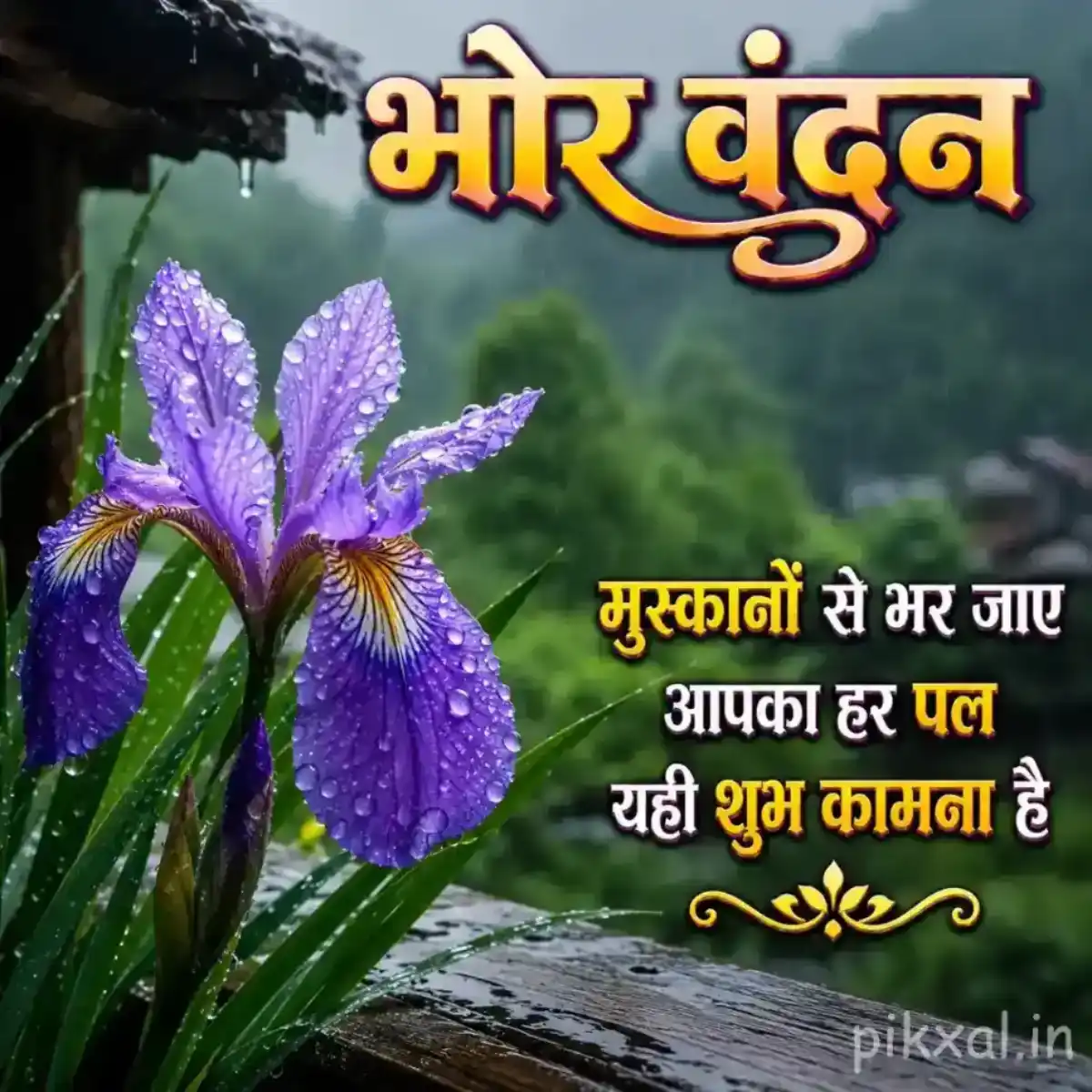 Purple iris flower with raindrops and long green leaves beside a wet garden path with a भोर वंदन quote
