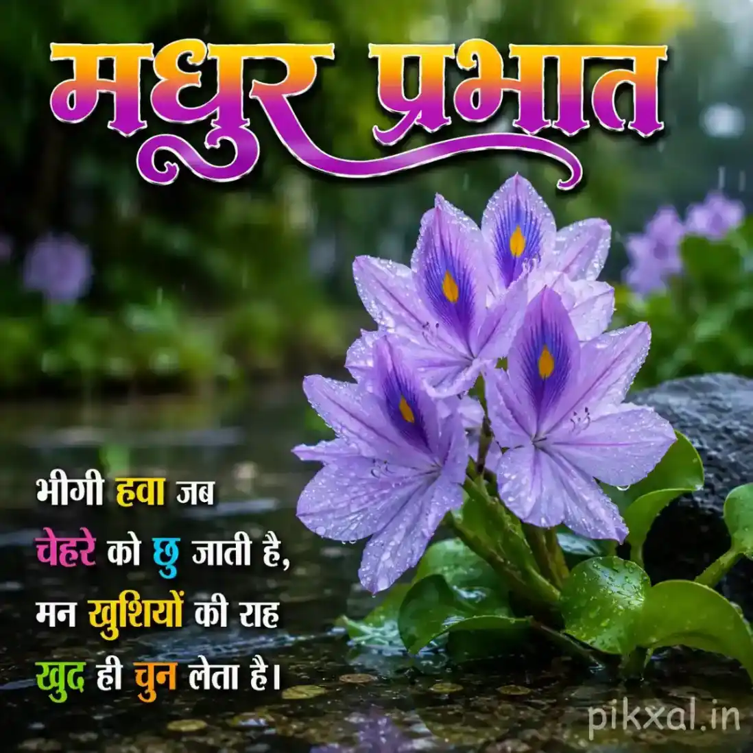 Purple water hyacinth flowers with green leaves and raindrops beside a wet garden path with a मधुर प्रभात quote