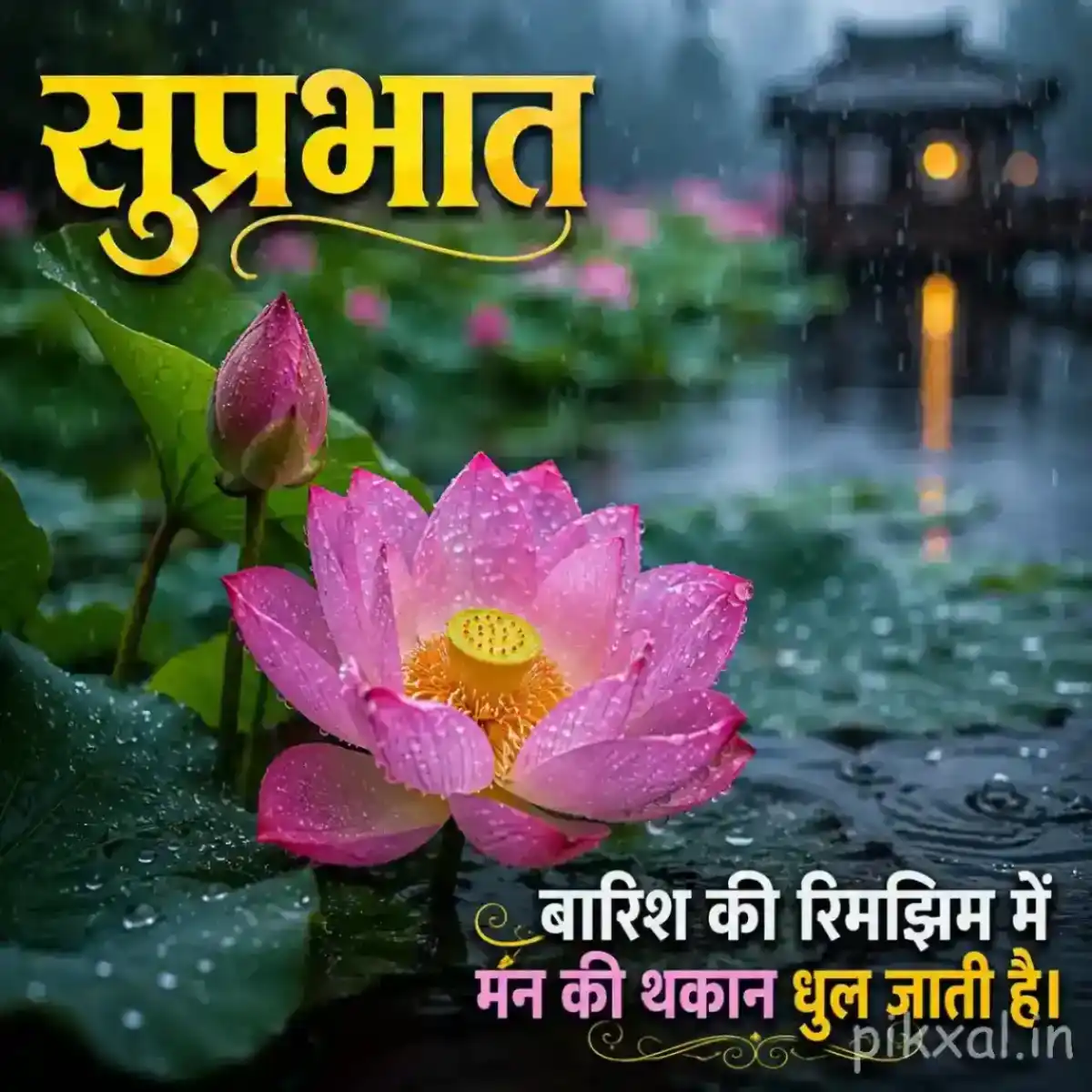 Two pink lotus flowers, including one open bloom and one bud, with green leaves and raindrops in a rainy pond