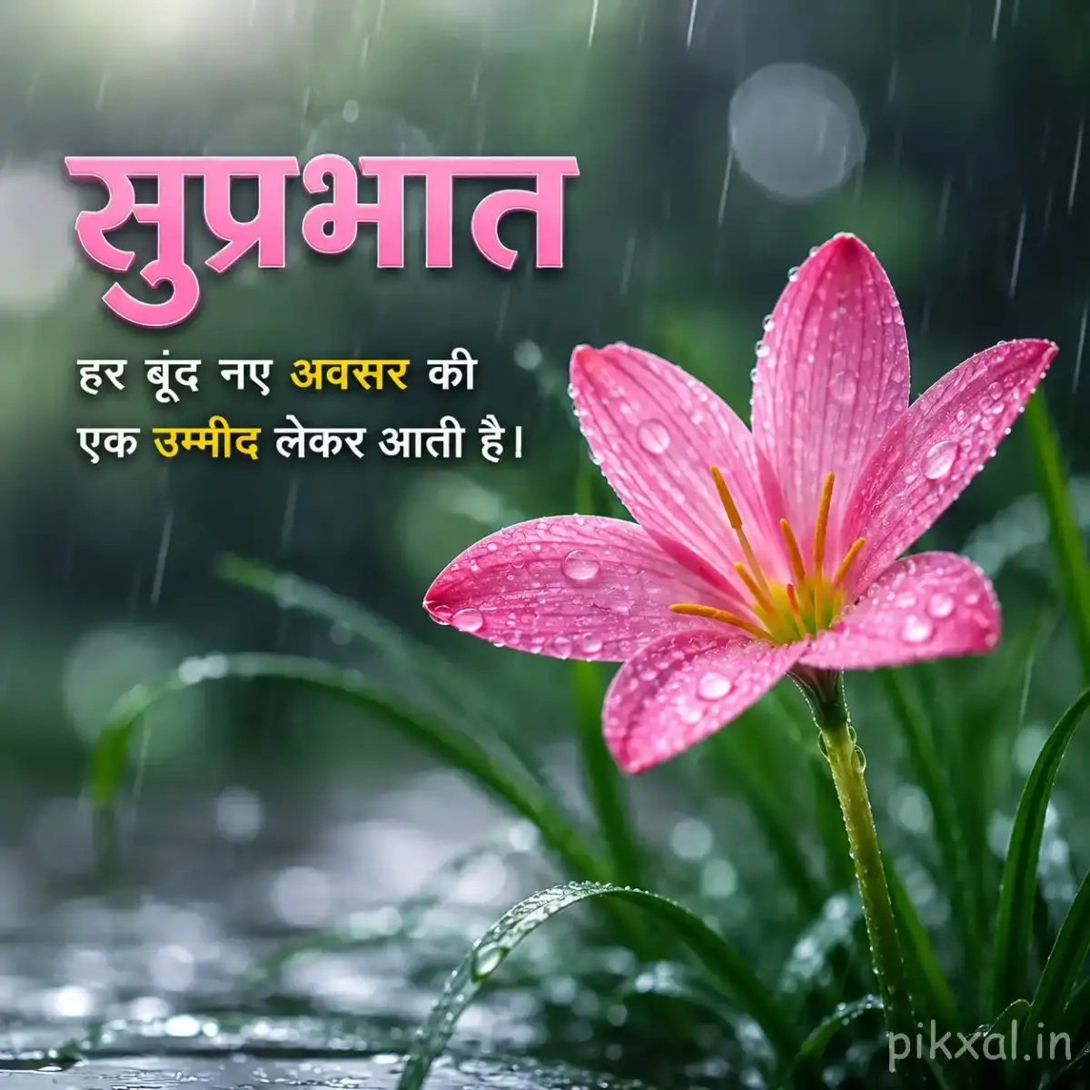 Single pink rain lily flower with raindrops and green leaves against a dark rainy garden background with a सुप्रभात quote