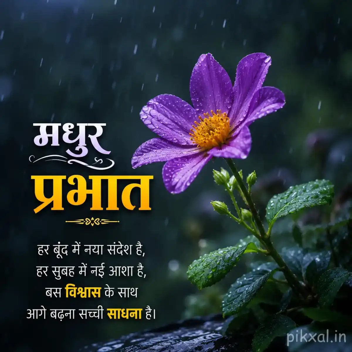 Single purple flower with a yellow center and green leaves covered in raindrops against a dark monsoon background