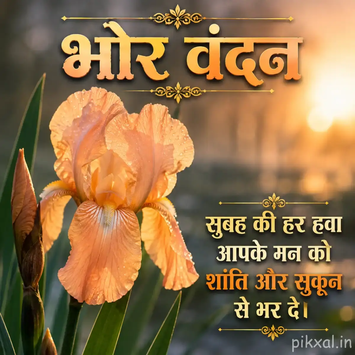 Single peach-orange flower with elongated petals and green leaves against a warm blurred background with a Hindi morning message