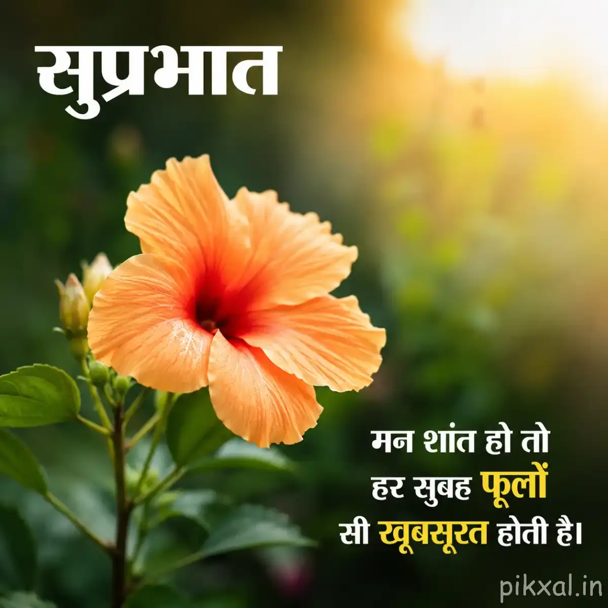 Single peach-orange flower with broad petals and a dark center surrounded by green leaves with a Hindi morning message