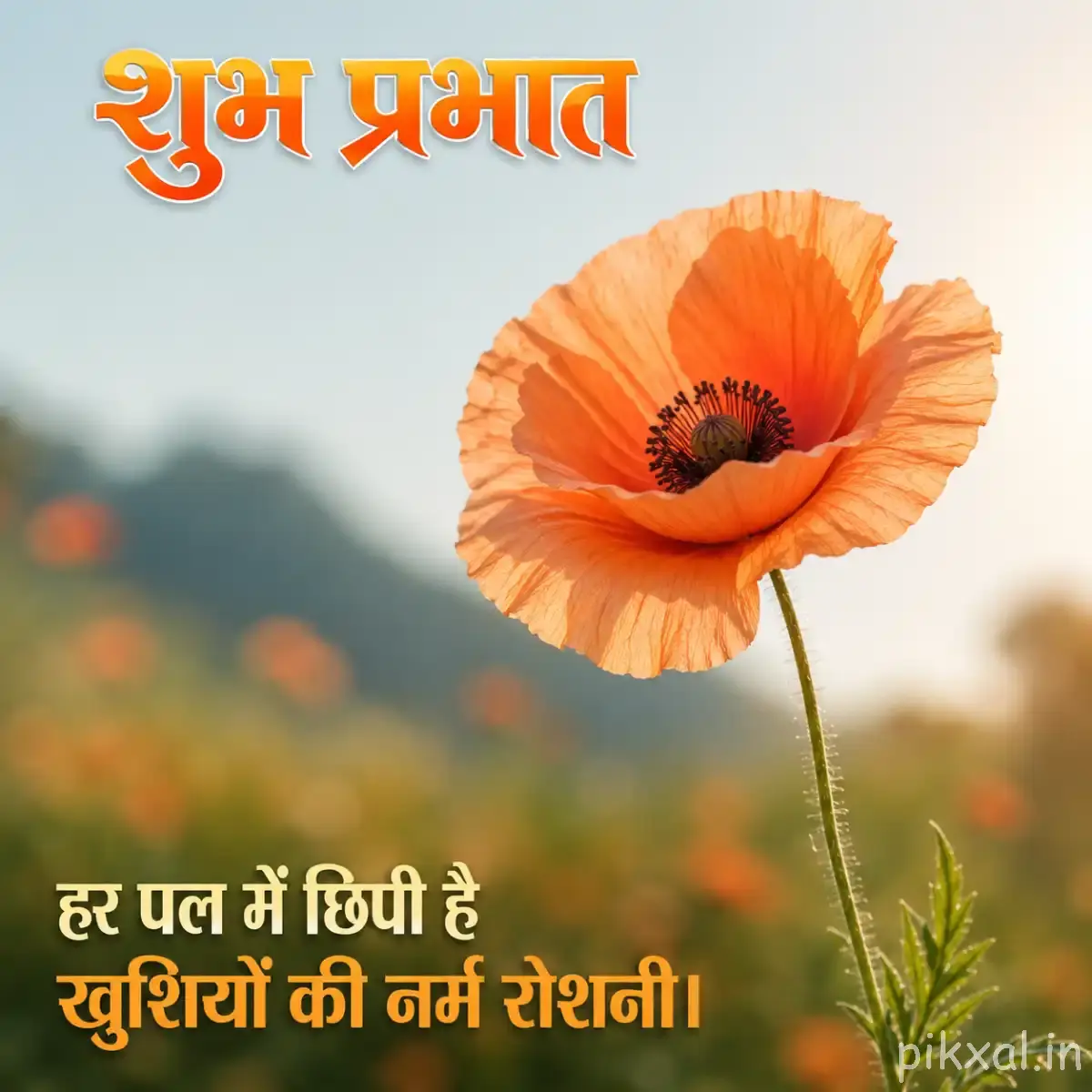 Single peach-orange flower with broad petals and a dark center on a slender curved stem with a Hindi morning wish