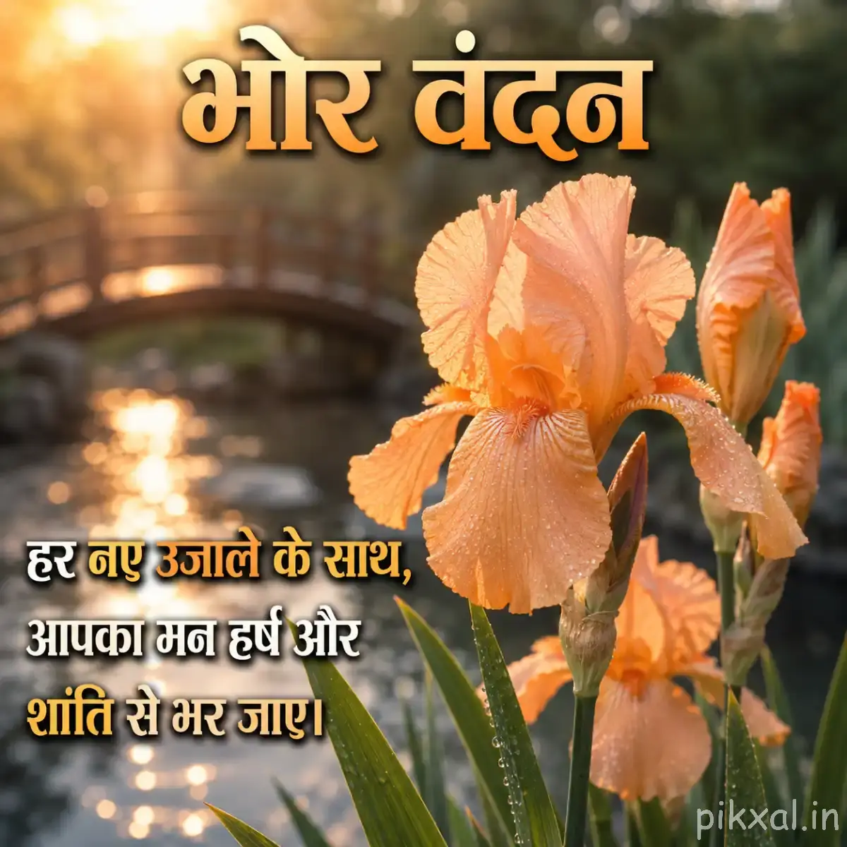 Peach-orange flowers with broad overlapping petals and green leaves beside a Hindi morning message