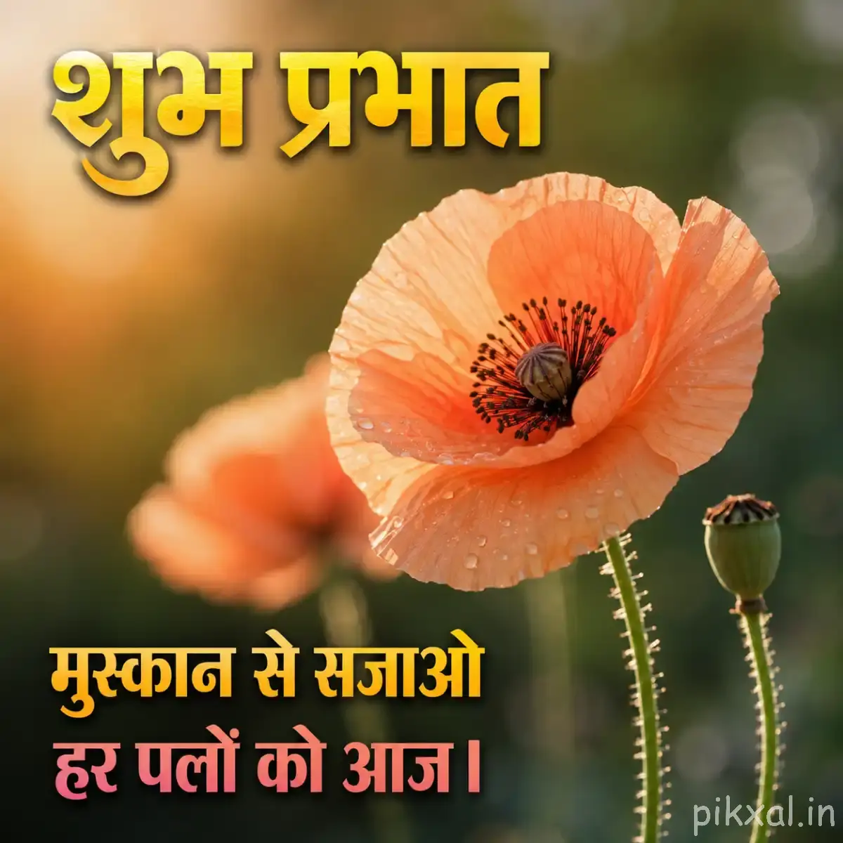 Single peach-orange flower with a dark center, green stem and unopened bud against soft greenery