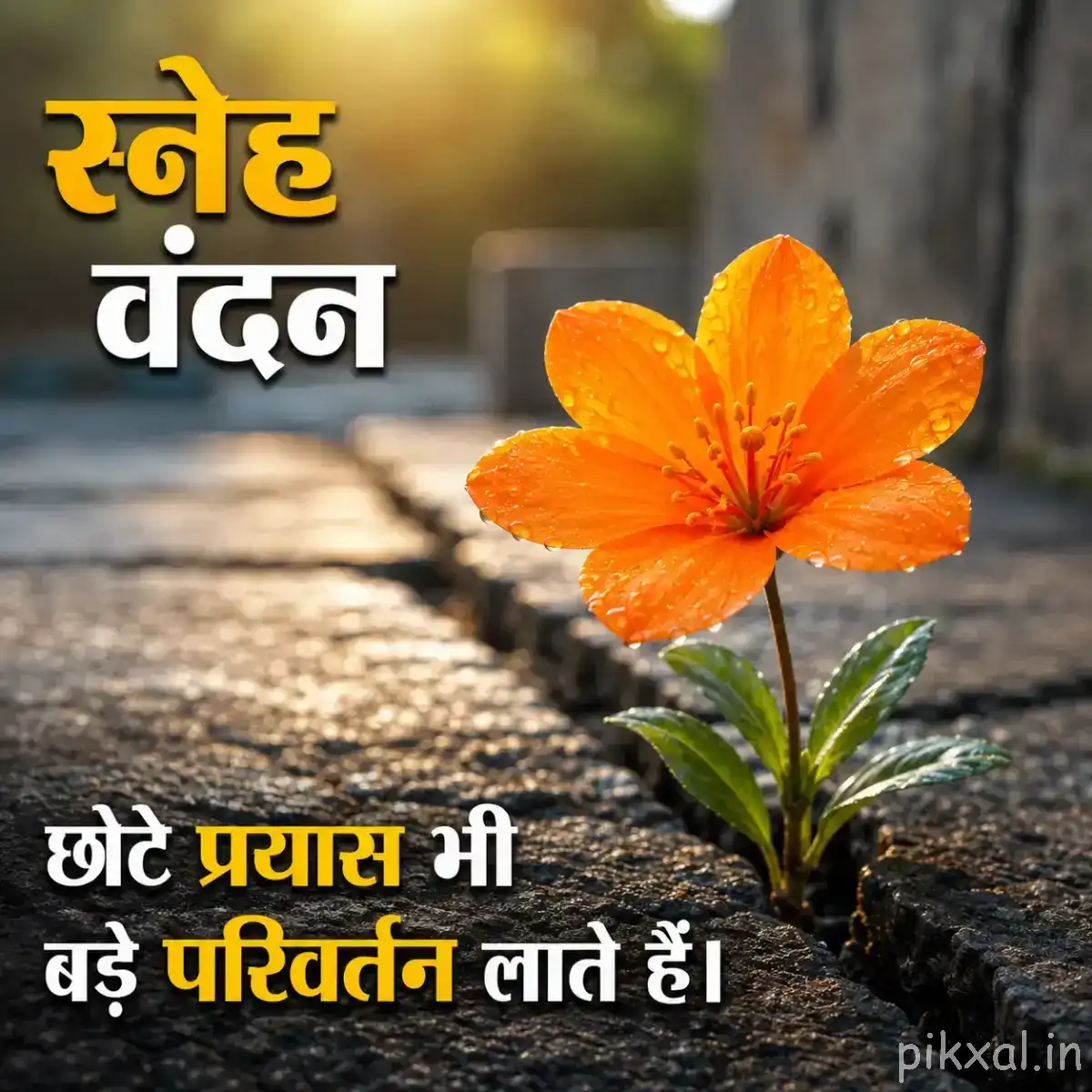 Single orange flower with layered petals and green leaves beside a wet stone surface