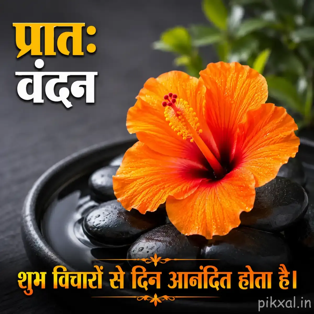 Bright orange flower with a dark center and pointed petals against a dark blurred background