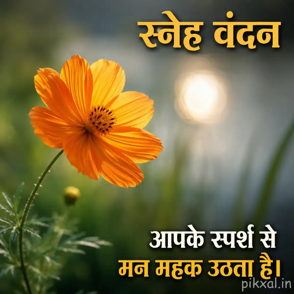 Single orange flower with pointed petals and a slender stem against soft greenery
