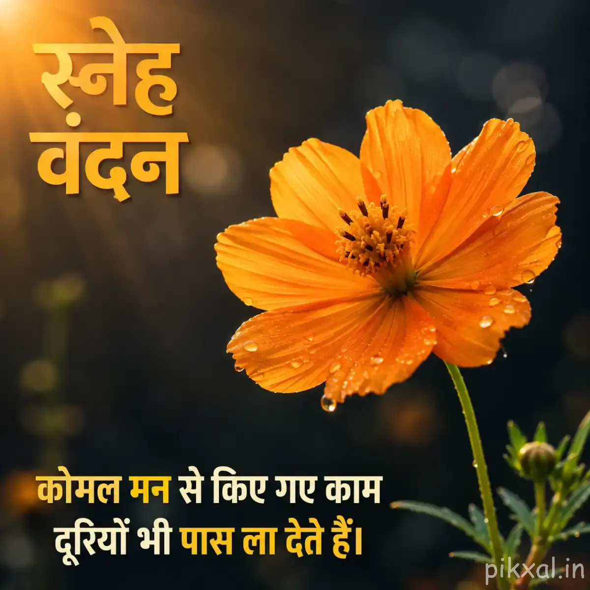 Single orange flower good morning images with a dark center against softly blurred greenery