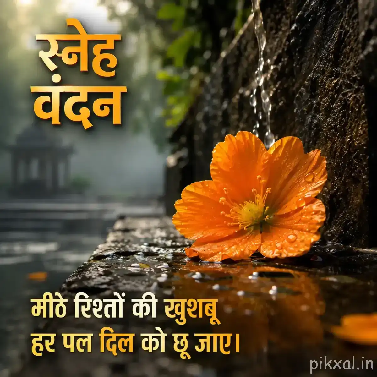 Single orange flower growing beside a wet rocky surface and flowing water