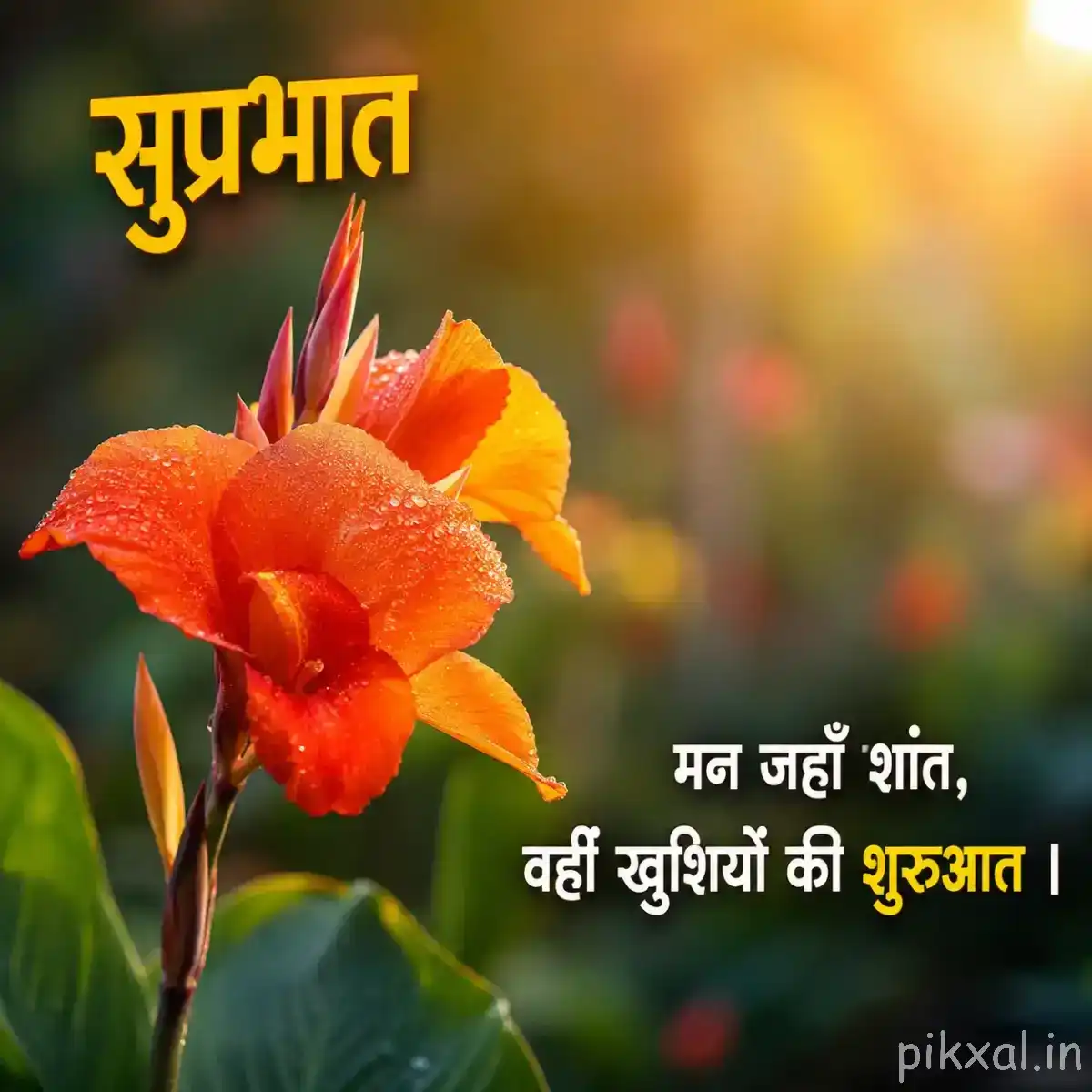 Orange flowers with elongated petals and green leaves against a softly blurred morning garden background