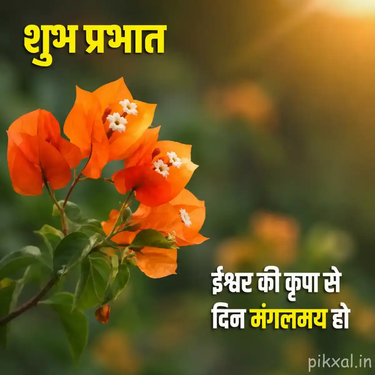 Orange flowers with small pale centers and green leaves against softly blurred greenery