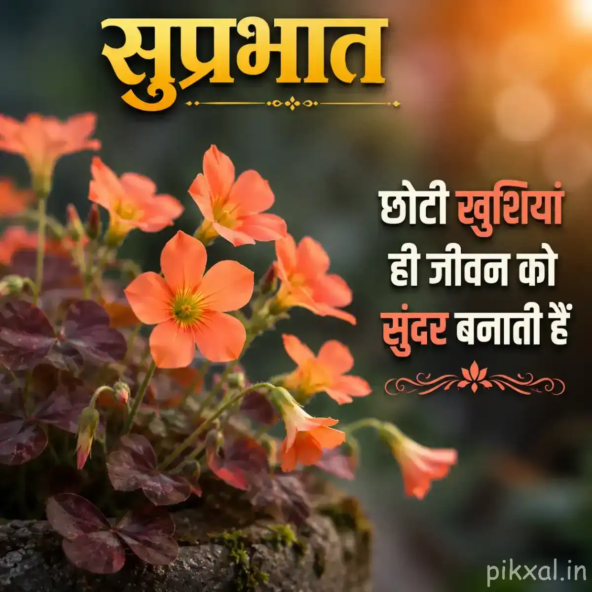 Small orange flowers growing among dark reddish foliage with a Hindi Good Morning message