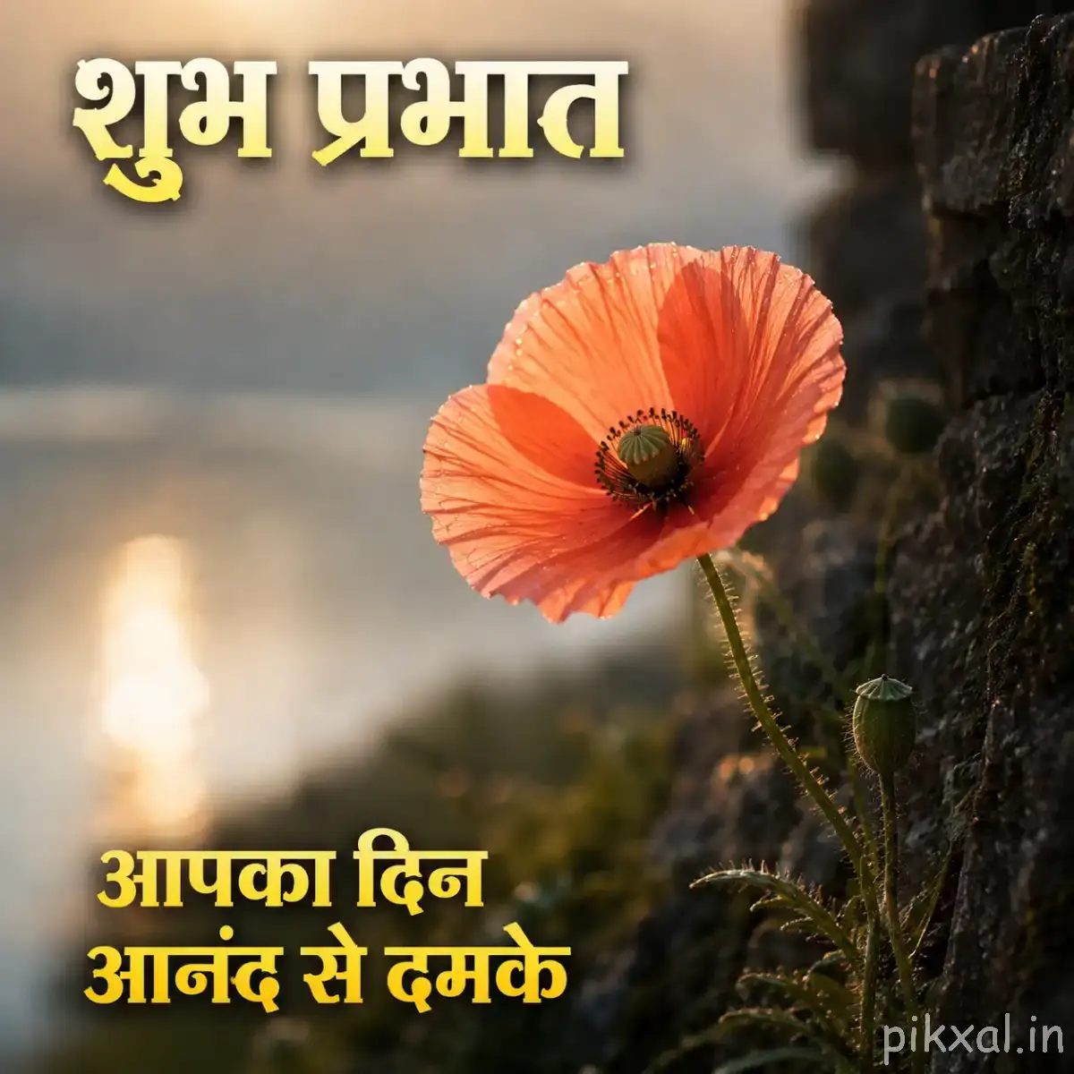 Single orange flower with rounded petals on a slender curved stem against a dark background with a Hindi morning wish