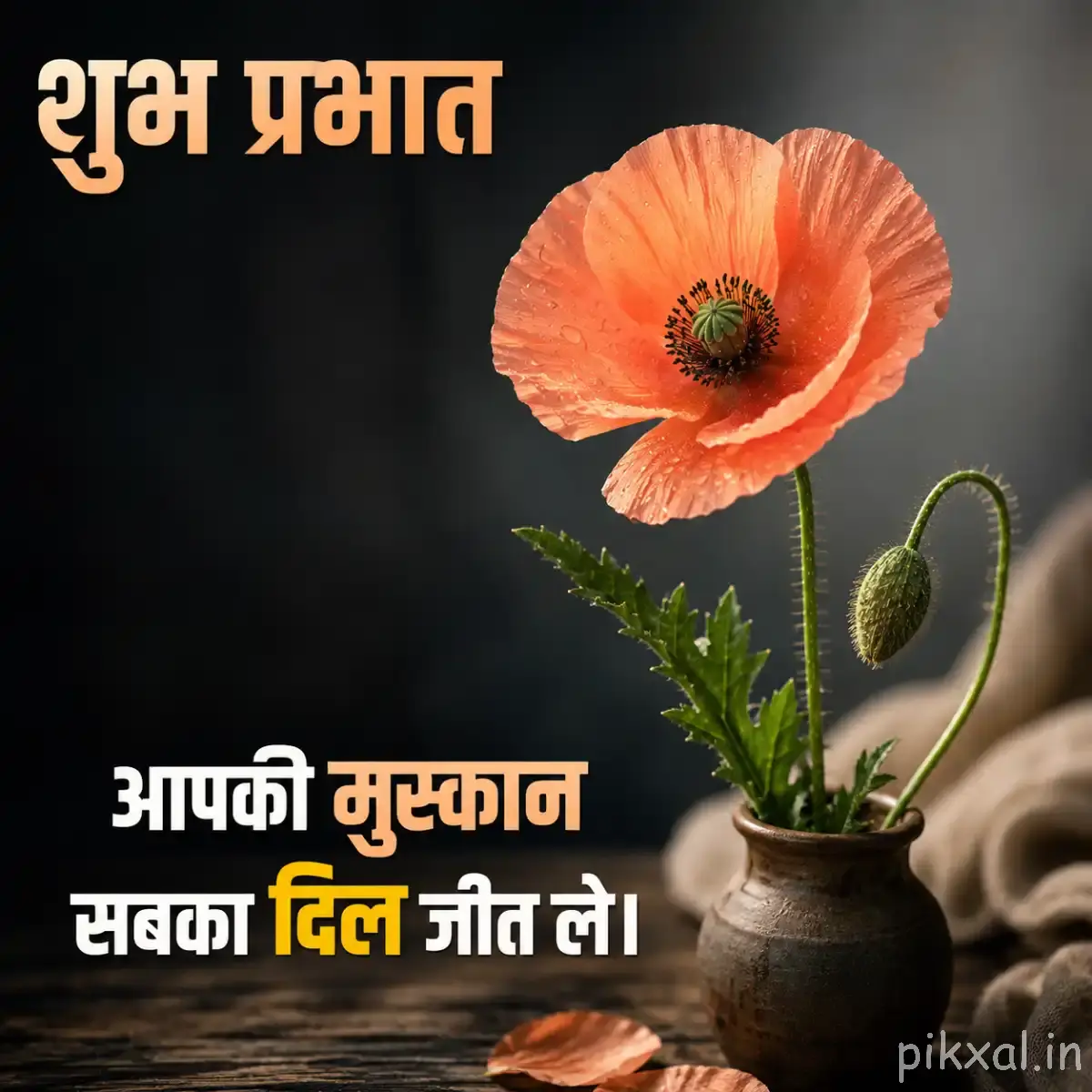 Single peach-orange flower with rounded petals and several unopened buds in a small pot with a Hindi morning wish