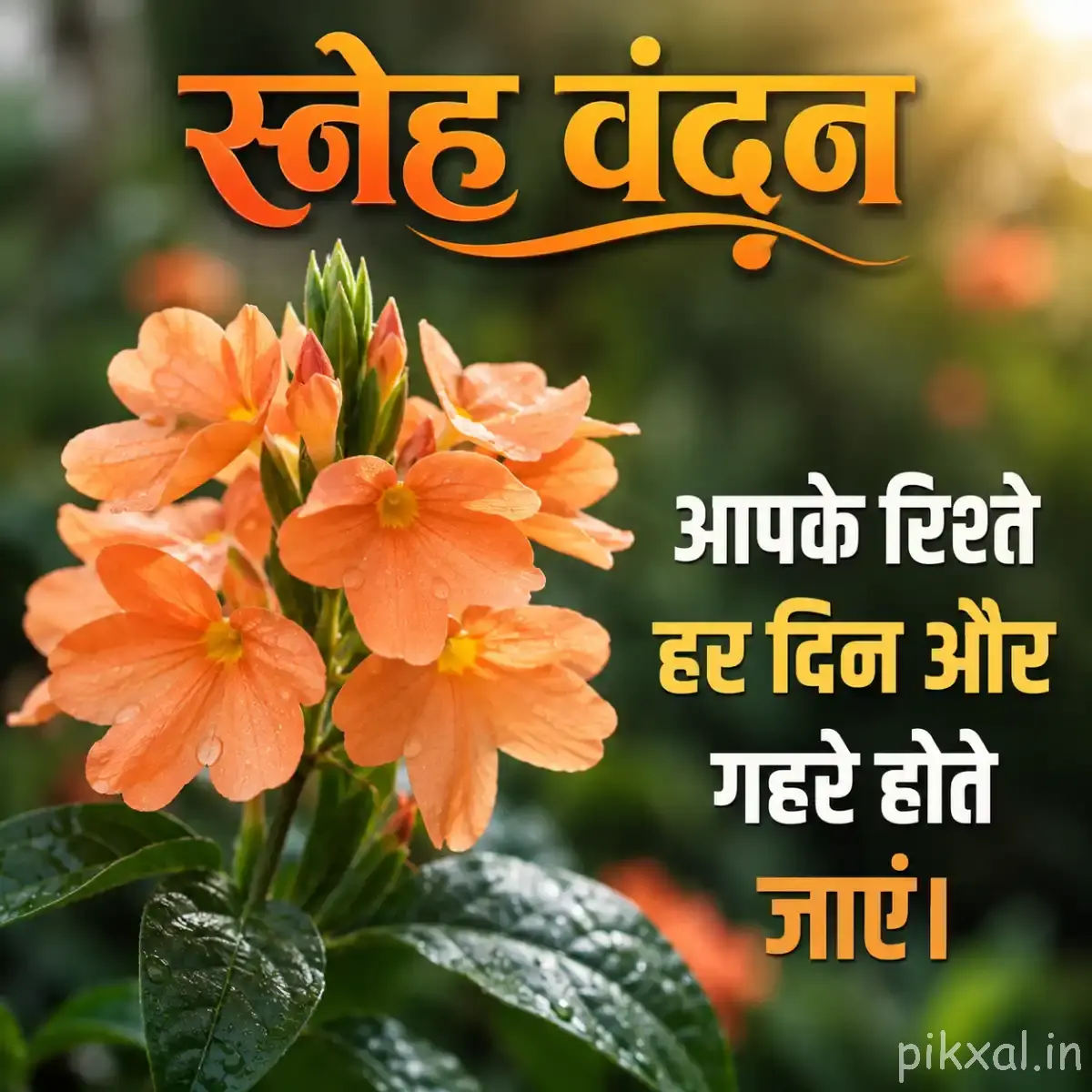 Cluster of peach-orange flowers with rounded petals and glossy green leaves beside a Hindi morning wish
