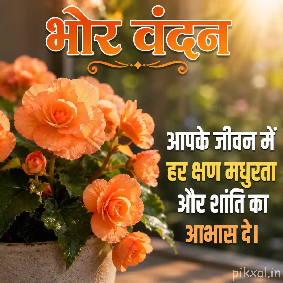 Orange flowers with layered petals clustered among green leaves against a softly blurred background with a Hindi morning wish
