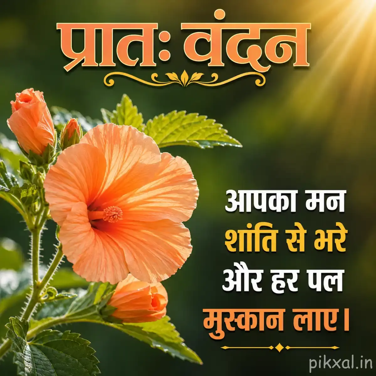 Single orange flower with broad overlapping petals and green leaves against warm sunlight with a Hindi morning wish