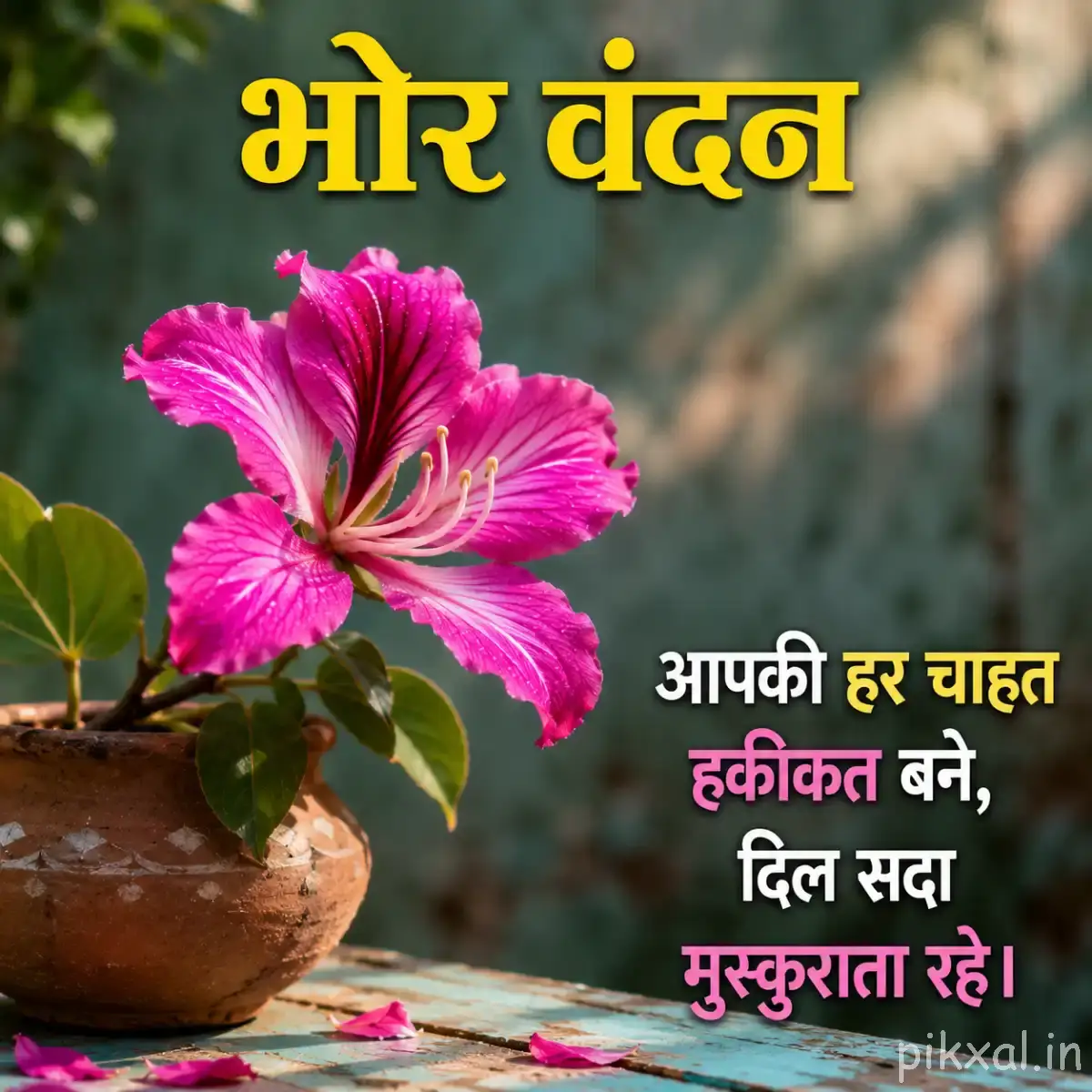 Single bright pink flower with striped petals in a small clay pot against blurred greenery