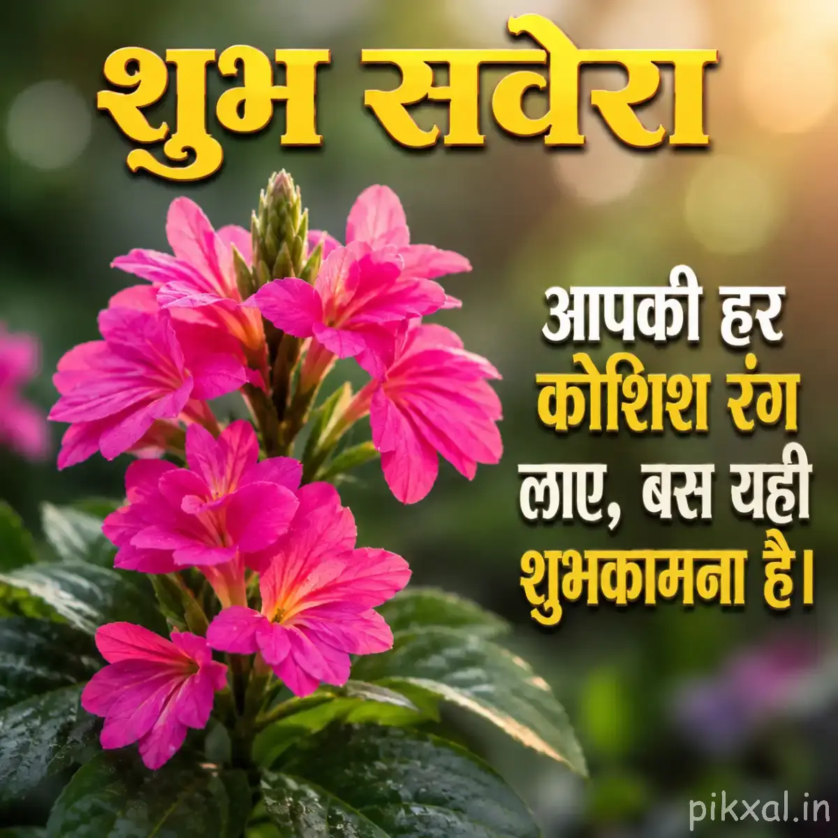 Cluster of bright pink flowers with elongated petals and green leaves beside a Hindi Good Morning message