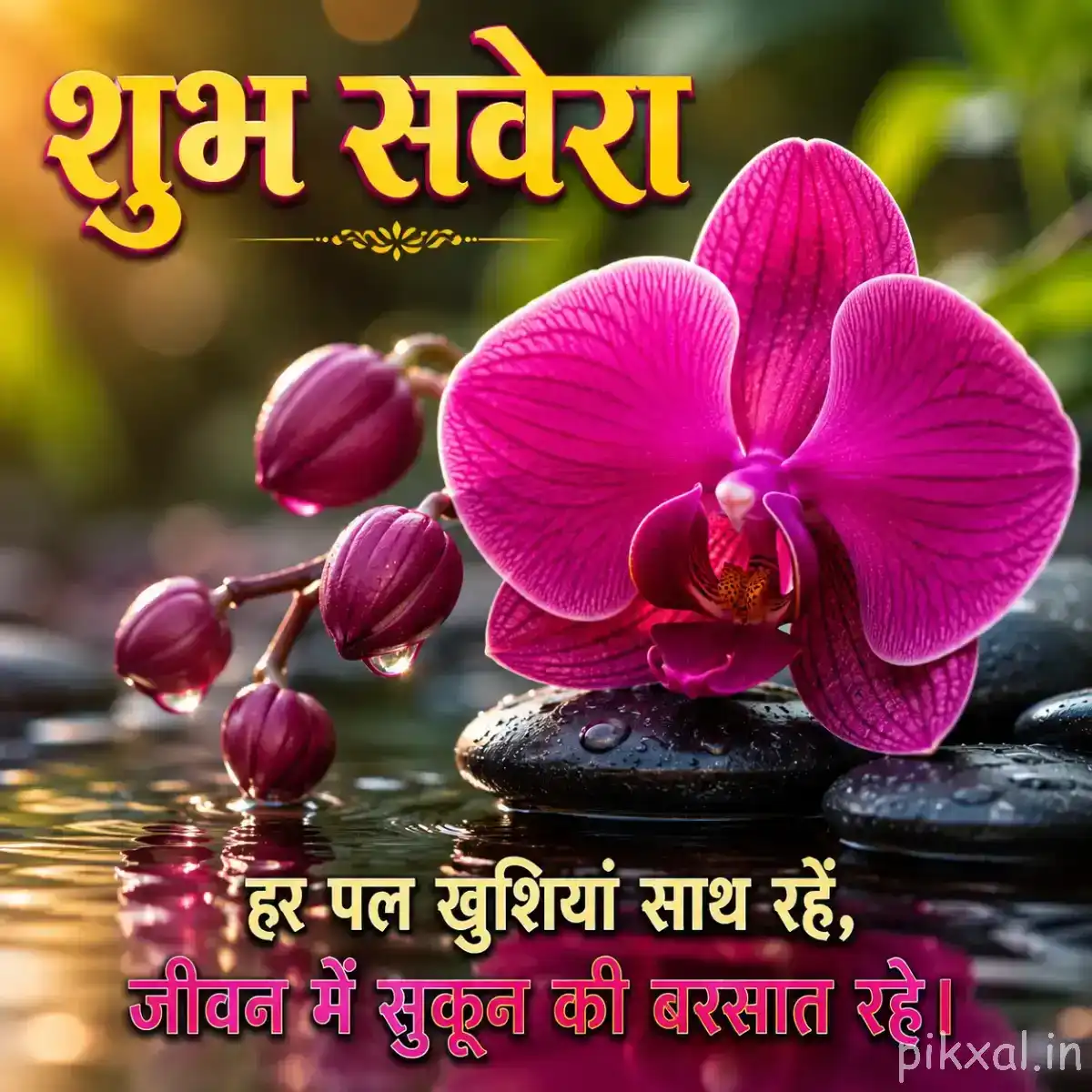 Large vivid pink flower with rounded petals and unopened buds beside shallow water