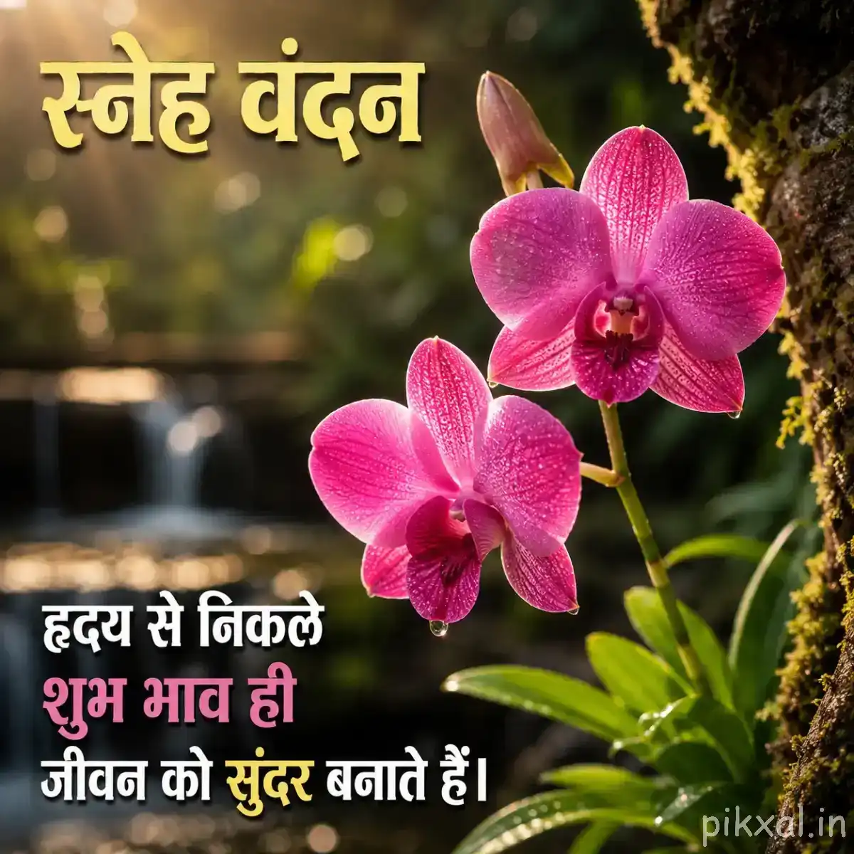 Two pink flowers with rounded petals and green leaves beside a blurred waterfall and dark rocks