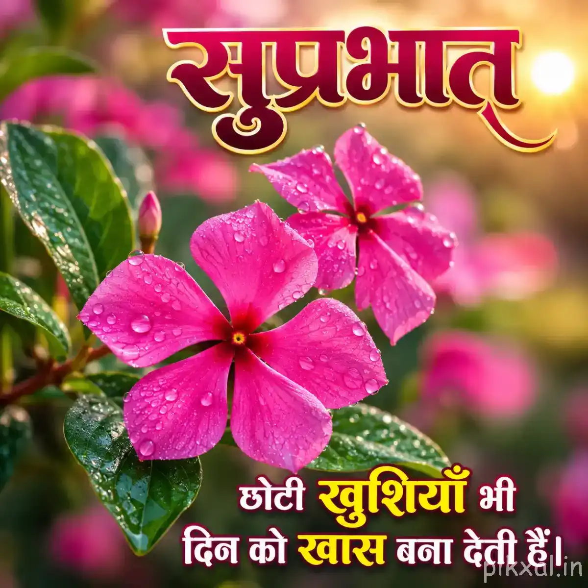 Several bright pink flowers with wide-open petals and green leaves against warm blurred foliage
