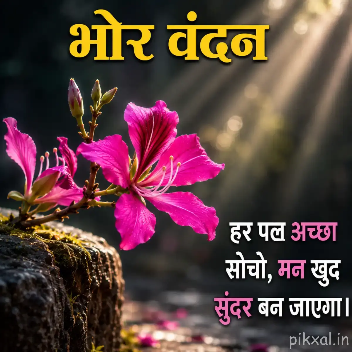 Several bright pink flowers with elongated petals growing from a mossy tree trunk under soft sunlight