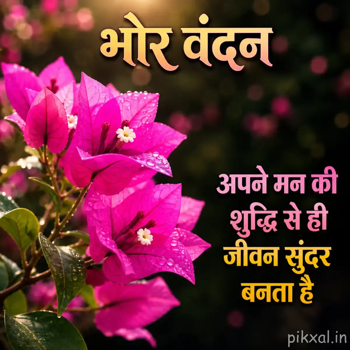 Several bright pink flowers with yellow centers on leafy stems against a dark blurred background