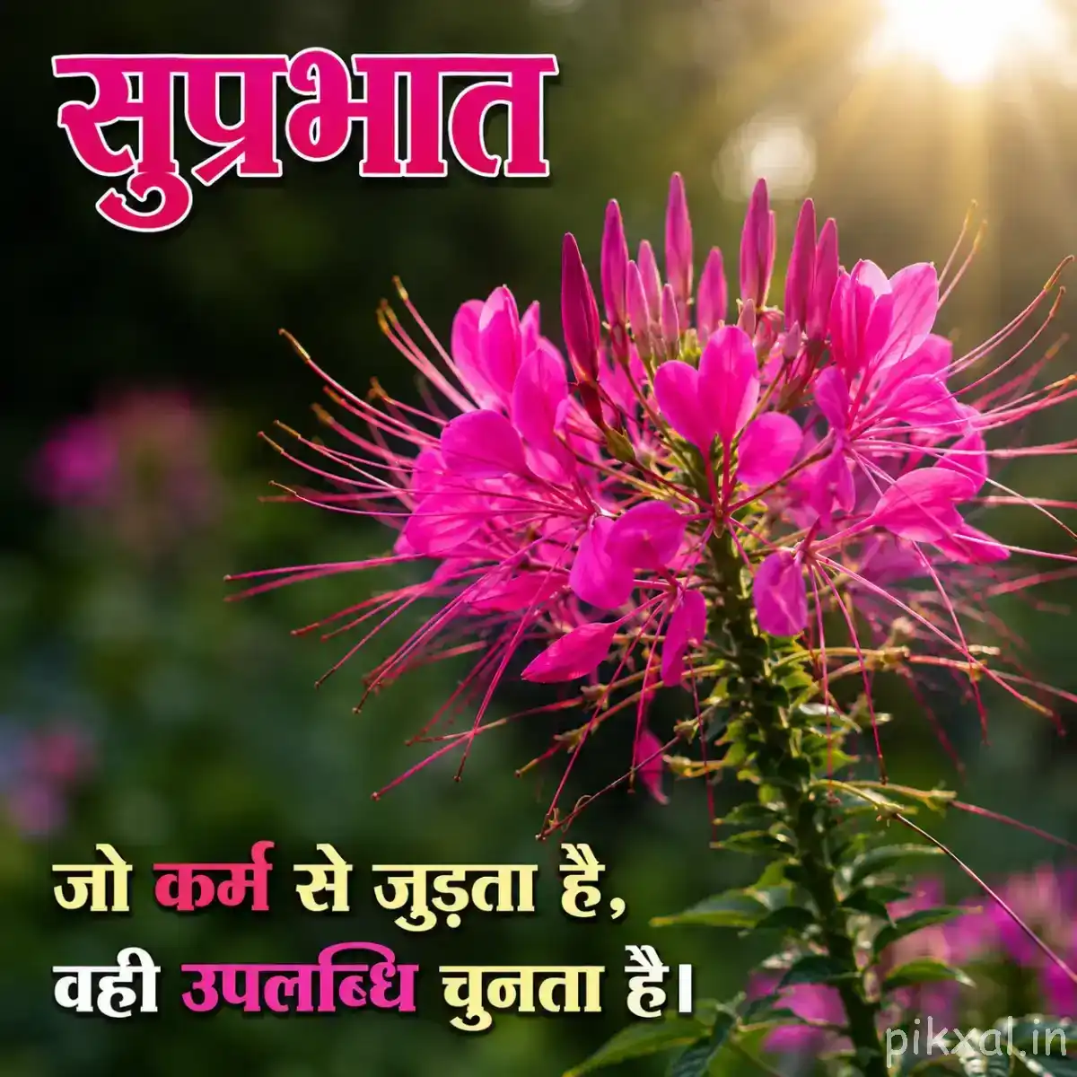 Bright pink flower cluster with long slender stamens and green foliage under warm morning light