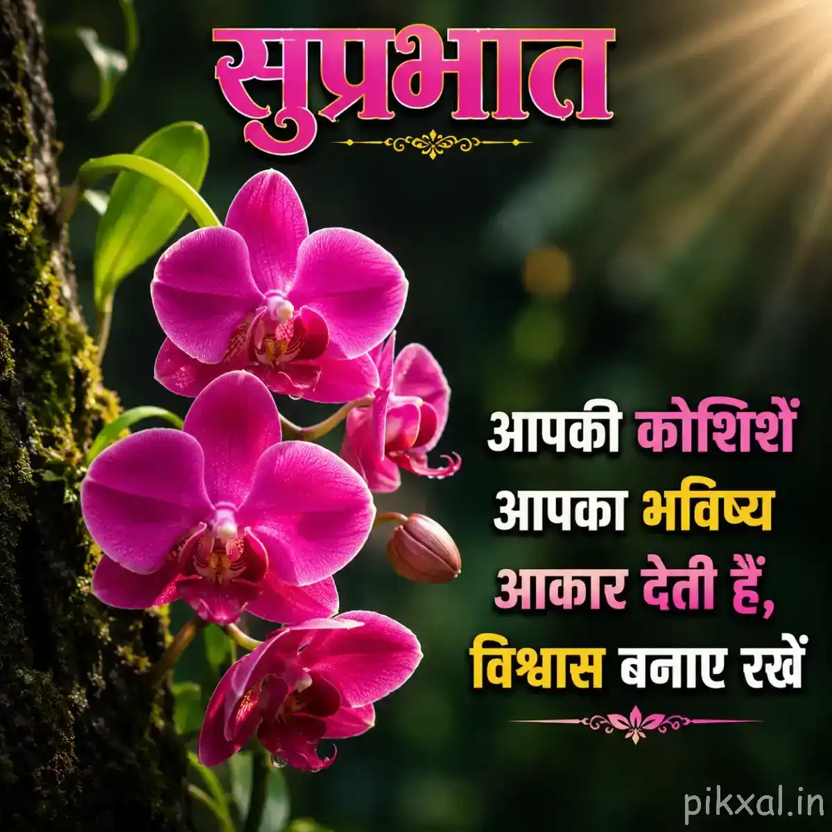 Several vivid pink rounded flowers with green leaves against dark foliage and a Hindi Good Morning message