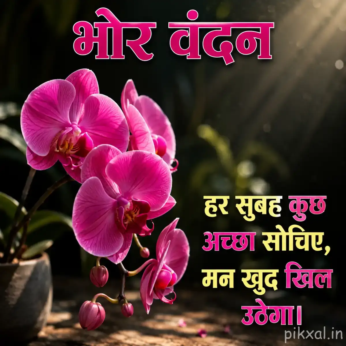 Two vivid pink rounded flowers with unopened buds and green leaves against a dark background