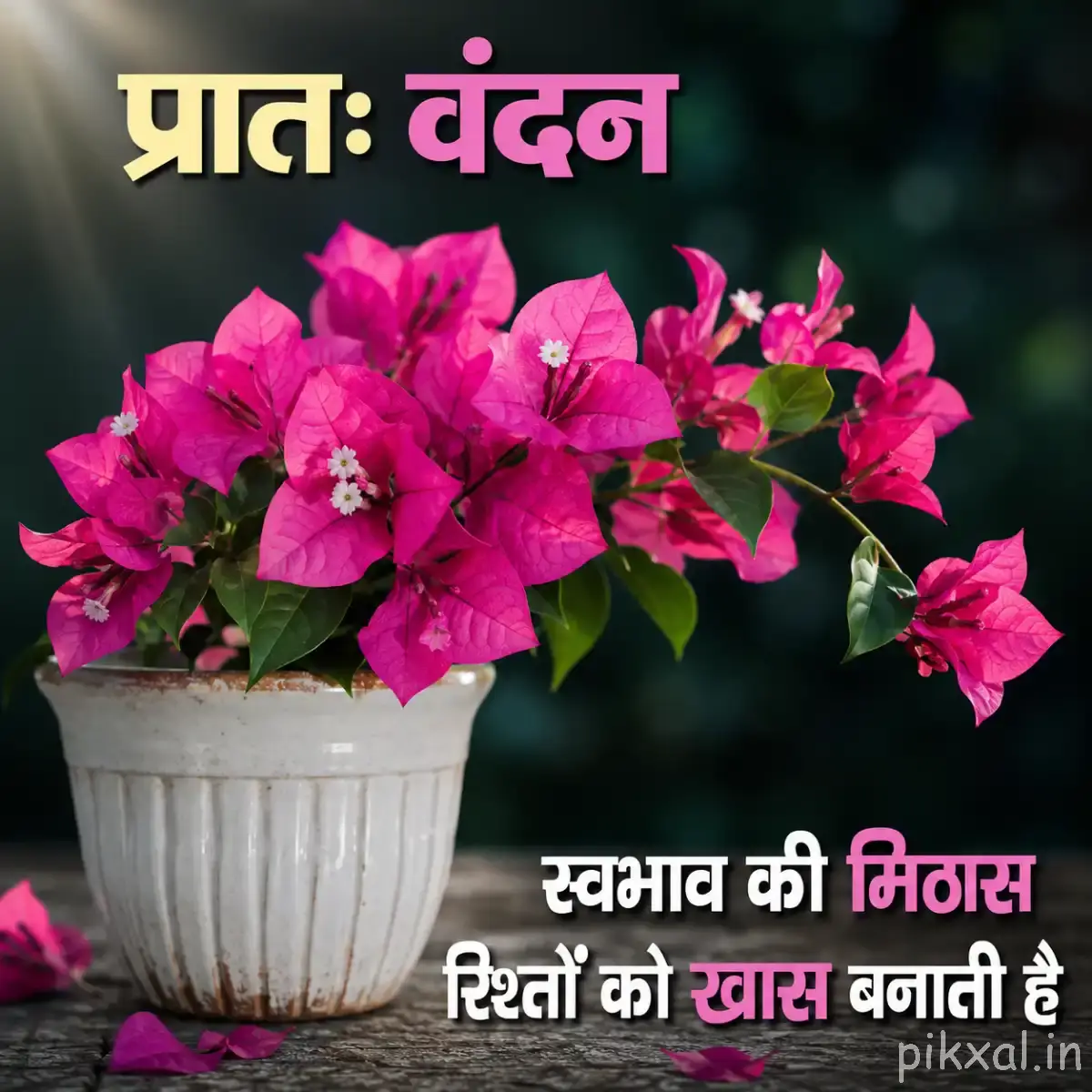 Dense cluster of bright pink flowers and green leaves arranged in a white flower pot