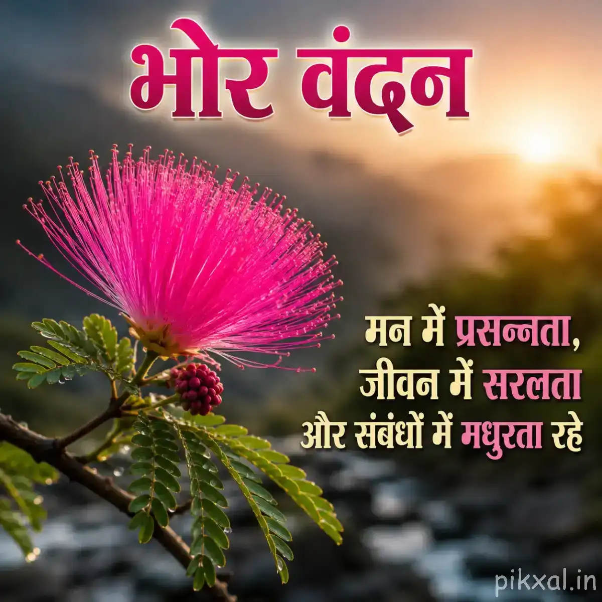 Pink flower with numerous thin stamens and feathery foliage against a warm sunrise background