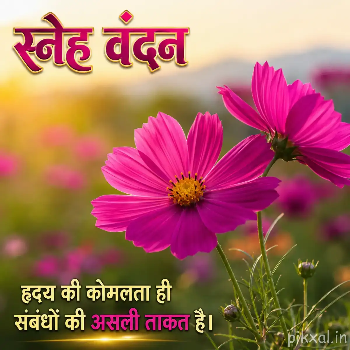 Some bright pink flower with layered petals and a yellow center, with a bud and green stems
