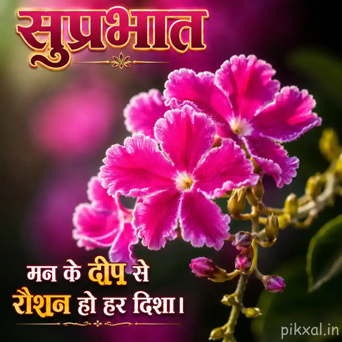 Cluster of vivid pink ruffled flowers on a curved stem against a dark background