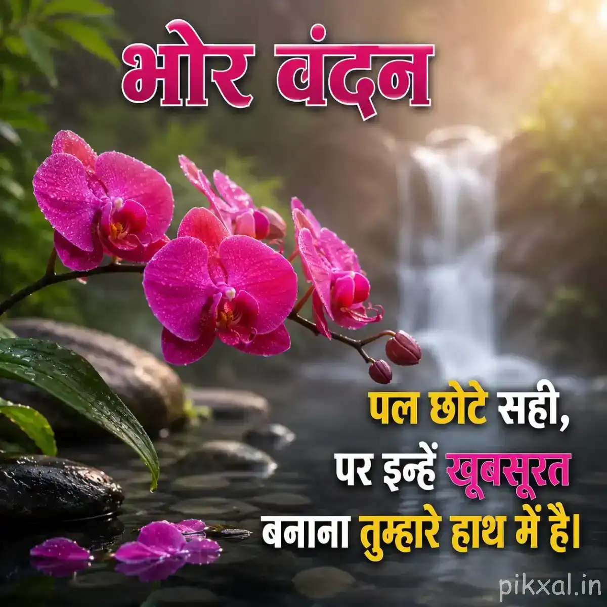 Several vivid pink flowers with rounded petals beside a small waterfall and dark rocks