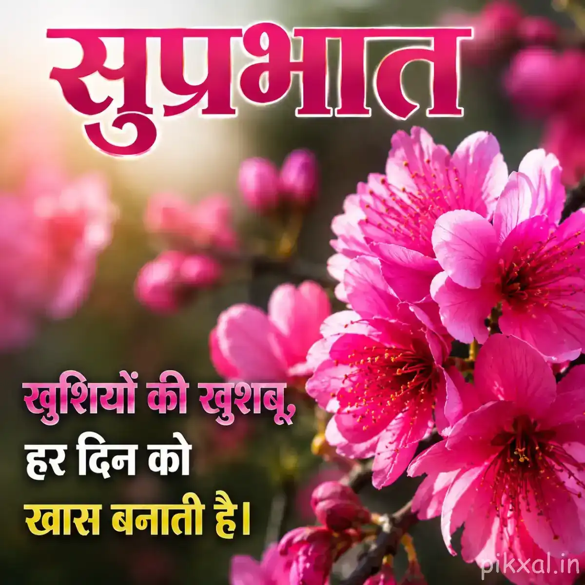 Several vivid pink flowers with dark centers and green foliage against soft pink bokeh