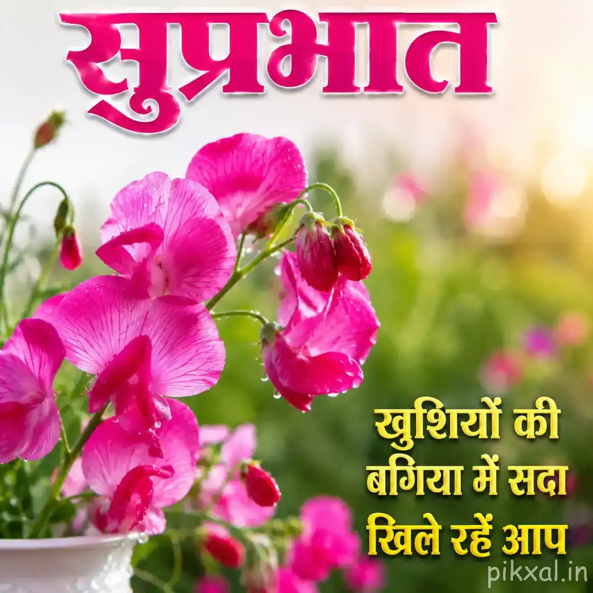 Cluster of bright pink flowers and buds with green leaves in a white pot